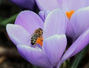 honey bee and purple clustered petal flower thumbnail