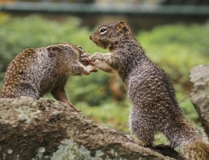 Two squirrels playing thumbnail