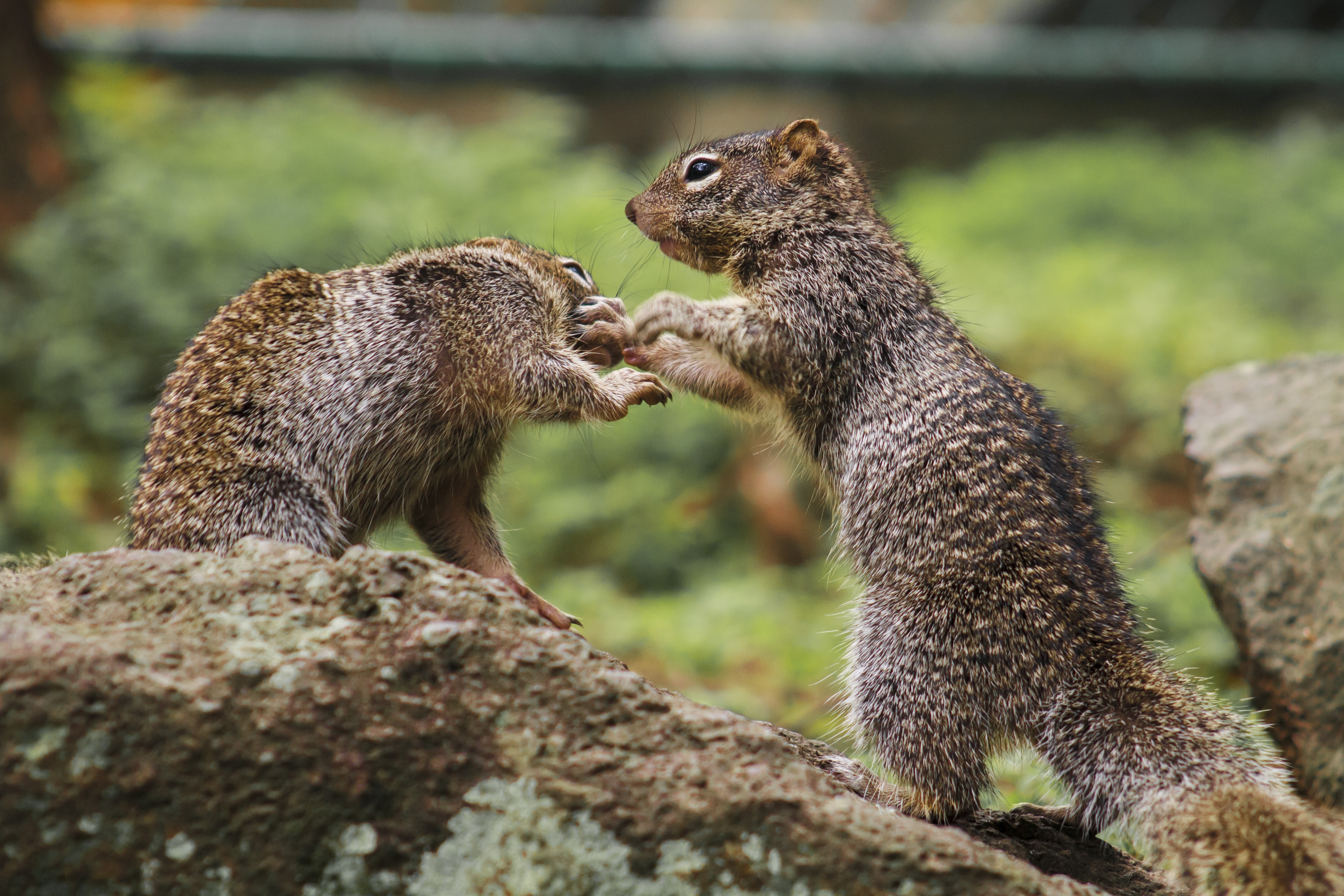 Two squirrels playing