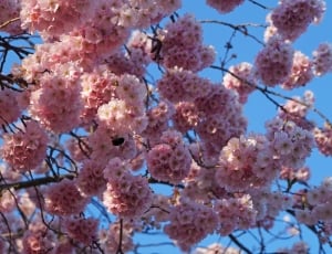 bloomed cherry blossoms hitting sunlight thumbnail