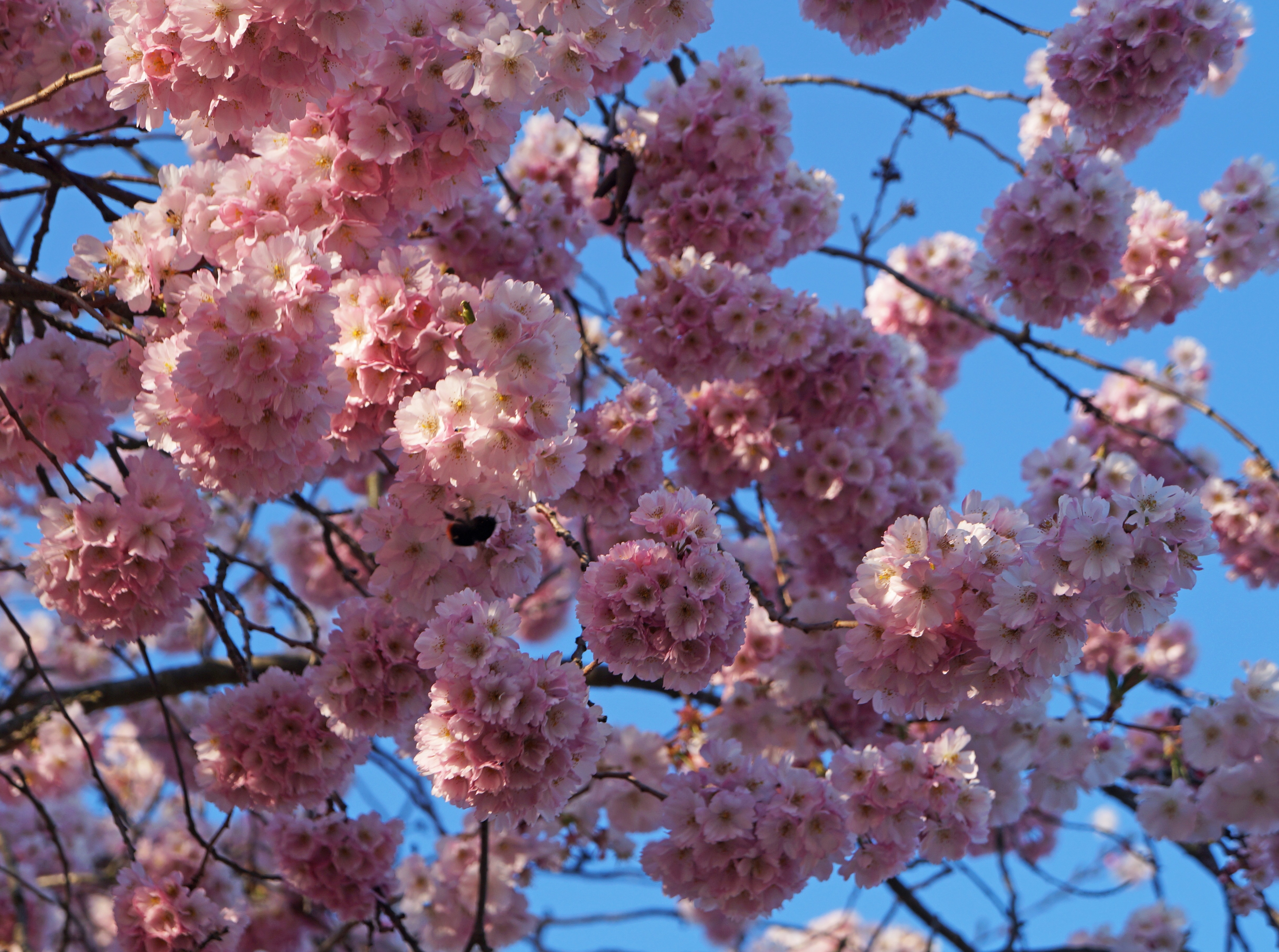 bloomed cherry blossoms hitting sunlight