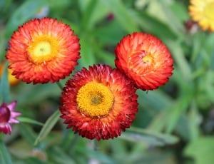 3 white and red petaled flowers thumbnail