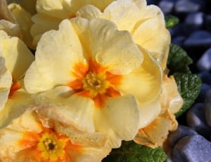 yellow petaled flower thumbnail