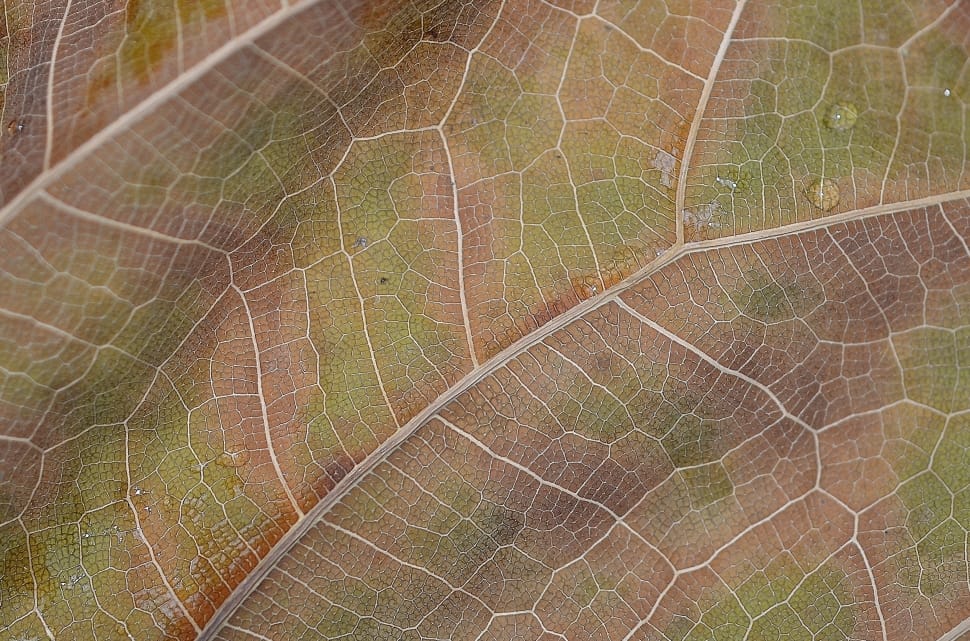 Leaves, Macro, Colorful, Green, Leaf, nature, full frame preview