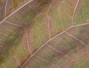 Leaves, Macro, Colorful, Green, Leaf, nature, full frame thumbnail