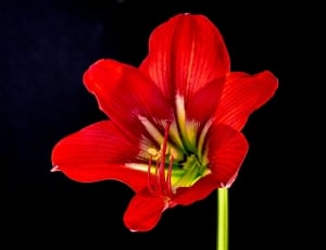 macro shot photography of red hibiscus thumbnail