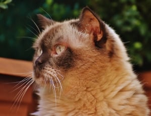 British Shorthair, Thoroughbred, Cat, domestic cat, pets thumbnail