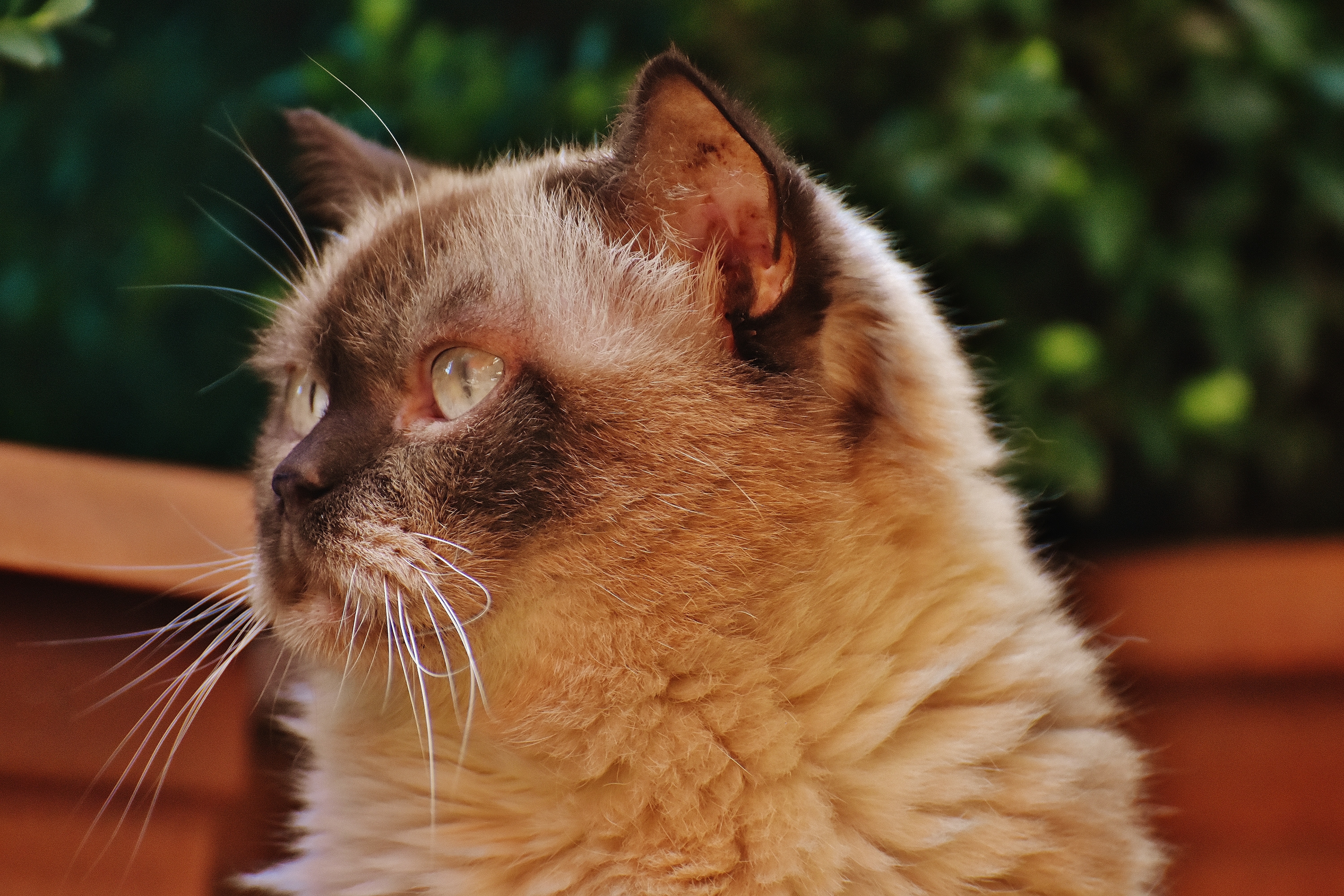 British Shorthair, Thoroughbred, Cat, domestic cat, pets