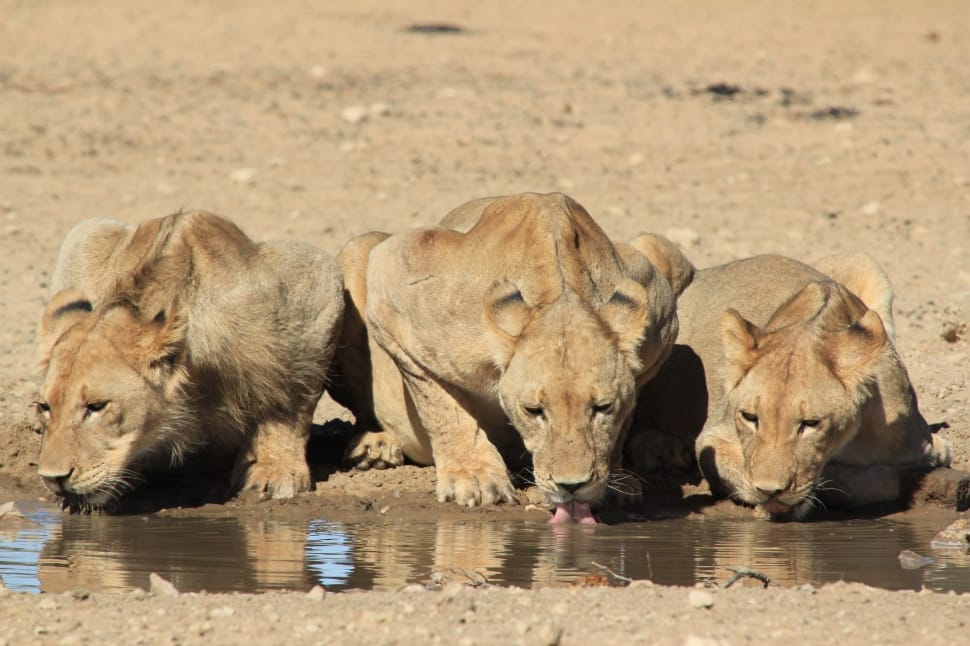 three brown lioness drinking water during daytime preview