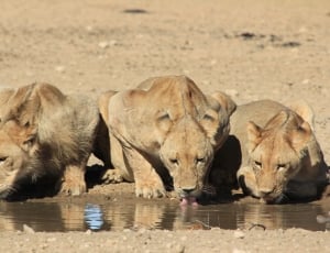 three brown lioness drinking water during daytime thumbnail