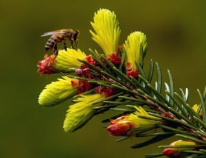 yellow pine tree flower thumbnail
