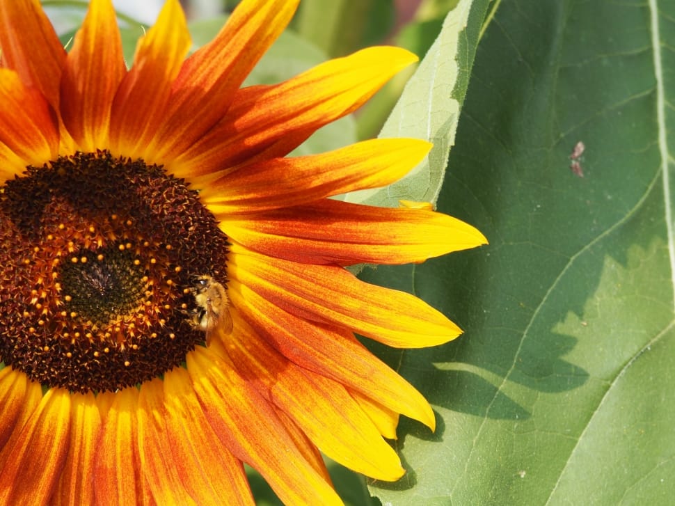 yellow and orange sunflower preview