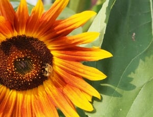 yellow and orange sunflower thumbnail