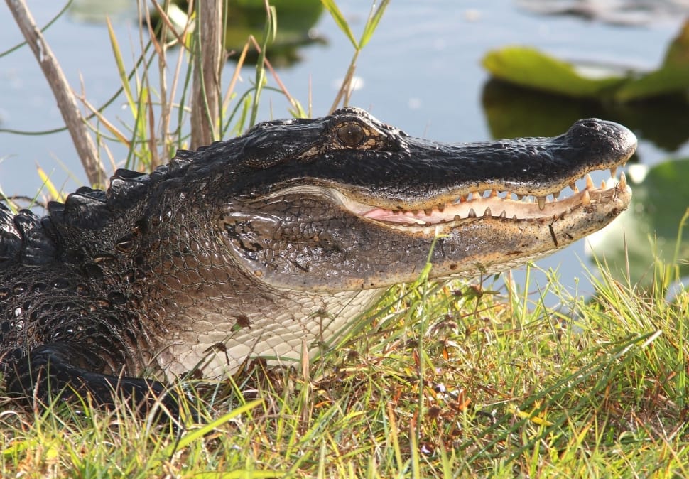 Wildlife, Alligator, Teeth, Mouth, Head, reptile, one animal preview