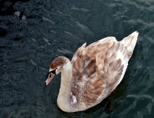 brown mallard duck floating thumbnail