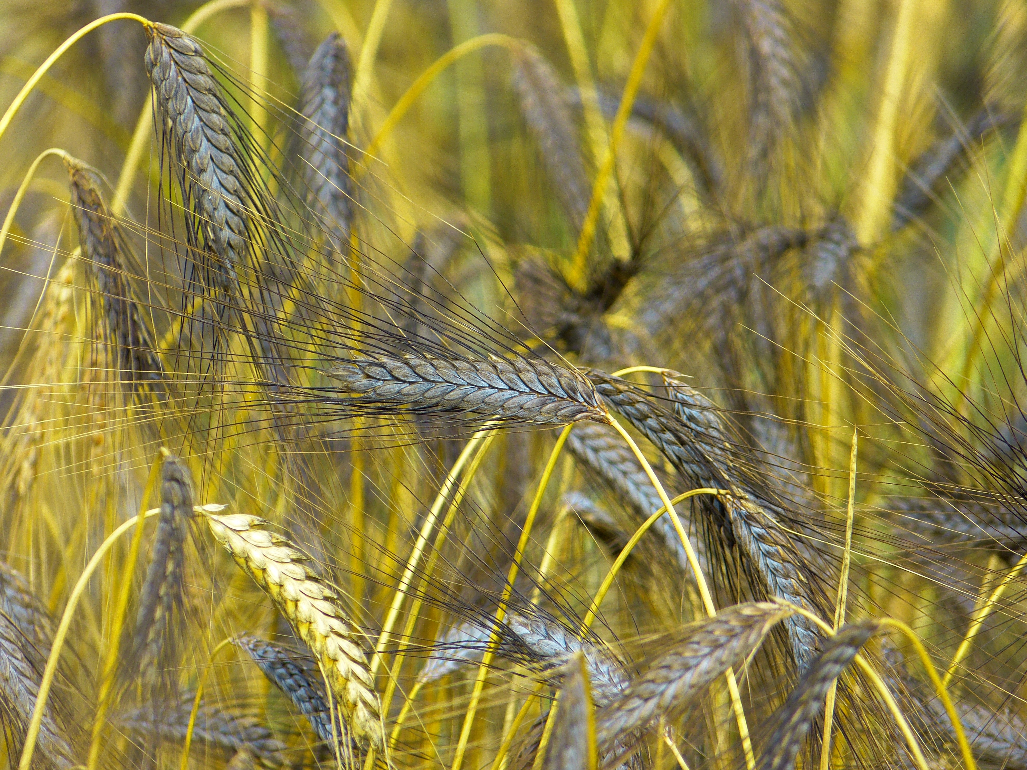 yellow and gray wheat