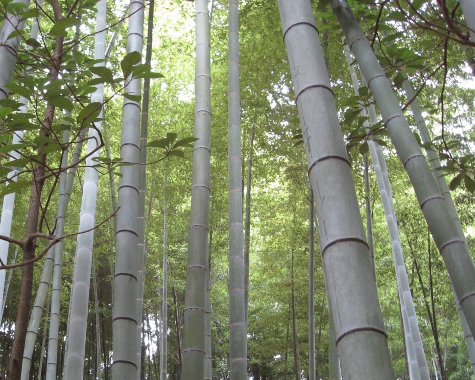 green bamboo trees in middle of forest during daytime preview