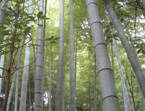 green bamboo trees in middle of forest during daytime thumbnail