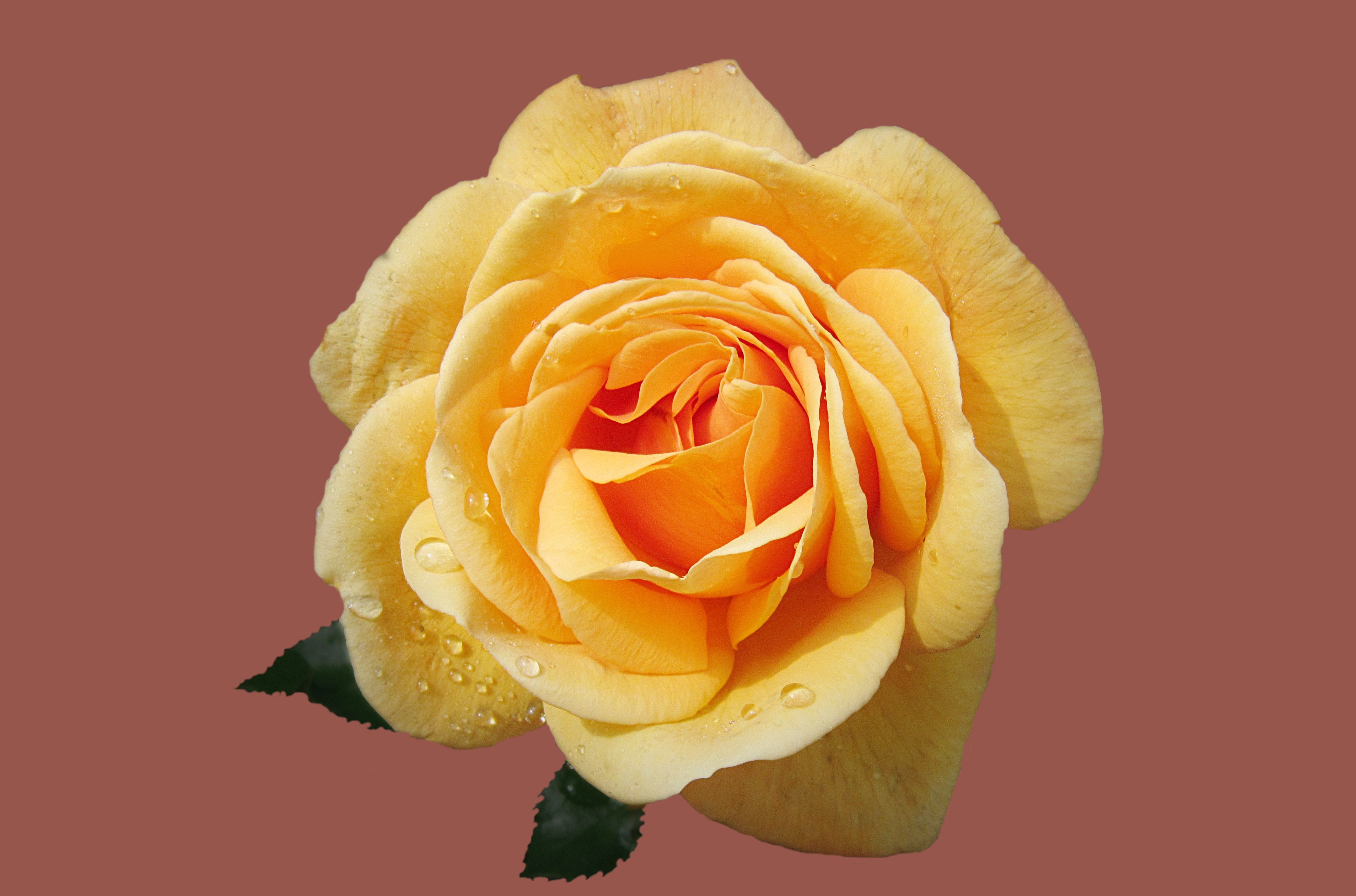 yellow rose illustration
