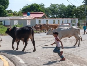 boy in white tank top and blue jeans near cows during daytime thumbnail