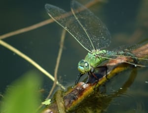 green dragon fly thumbnail