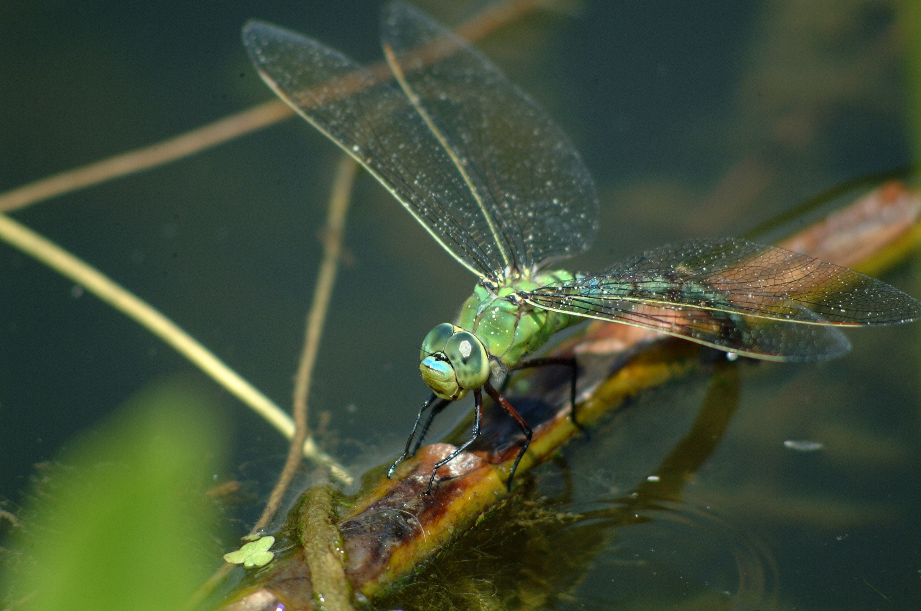 green dragon fly