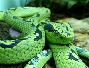 Yellow Blotched Palm Pitviper, Snake, snake, green color thumbnail