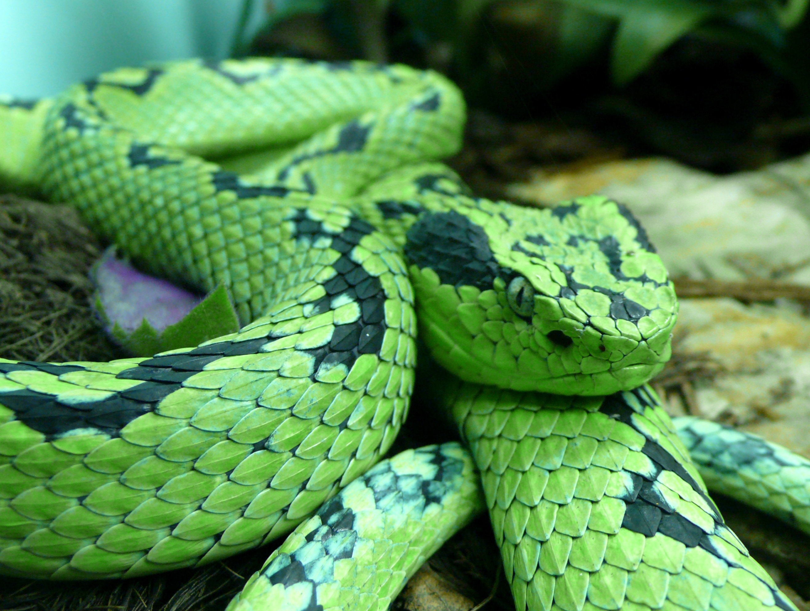 Yellow Blotched Palm Pitviper, Snake, snake, green color