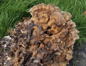 fungi in log thumbnail