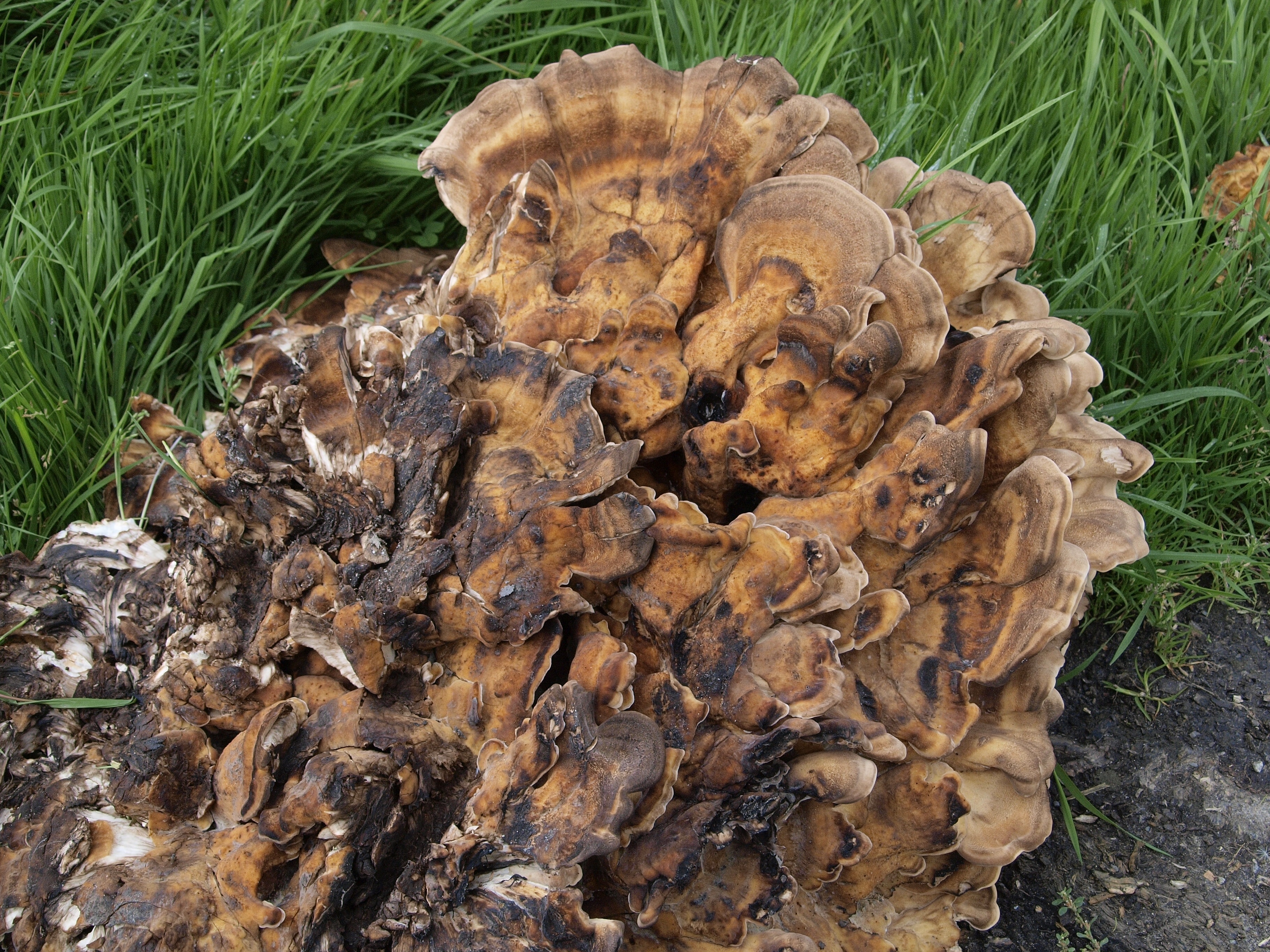 fungi in log