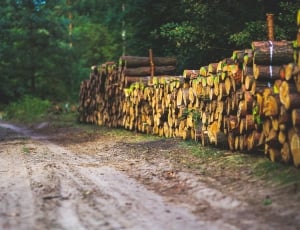 pile of tree log thumbnail