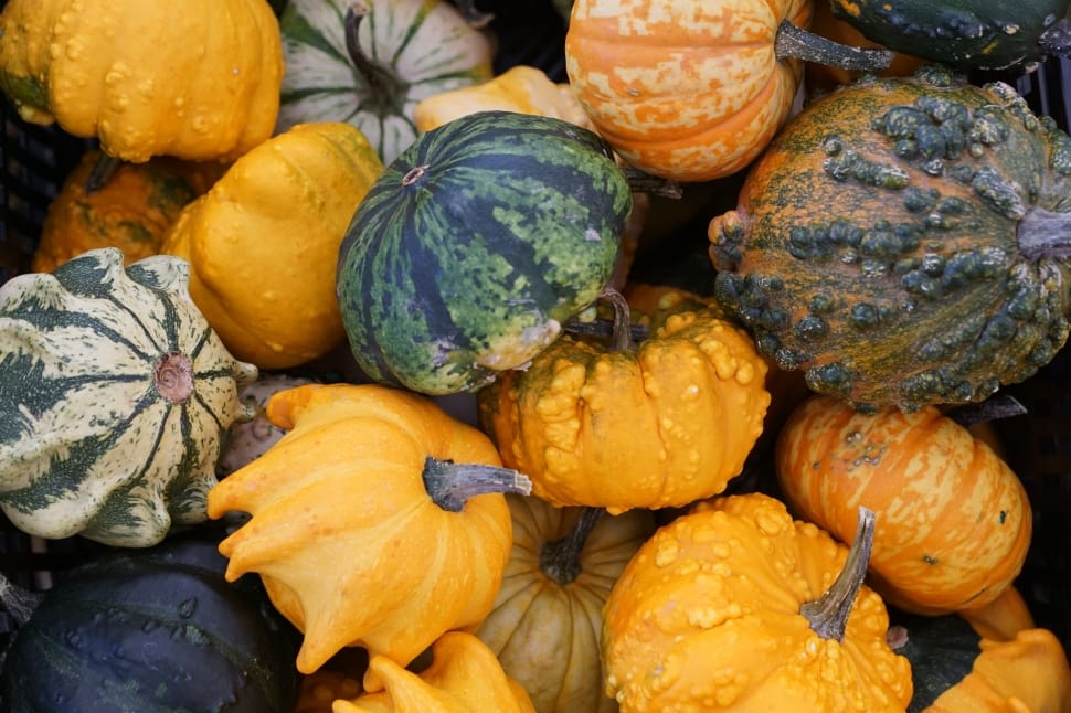shallow focus photography of assorted types of squashes preview