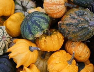 shallow focus photography of assorted types of squashes thumbnail