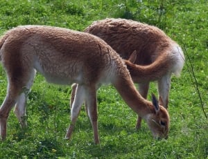 two deer standing on grass thumbnail