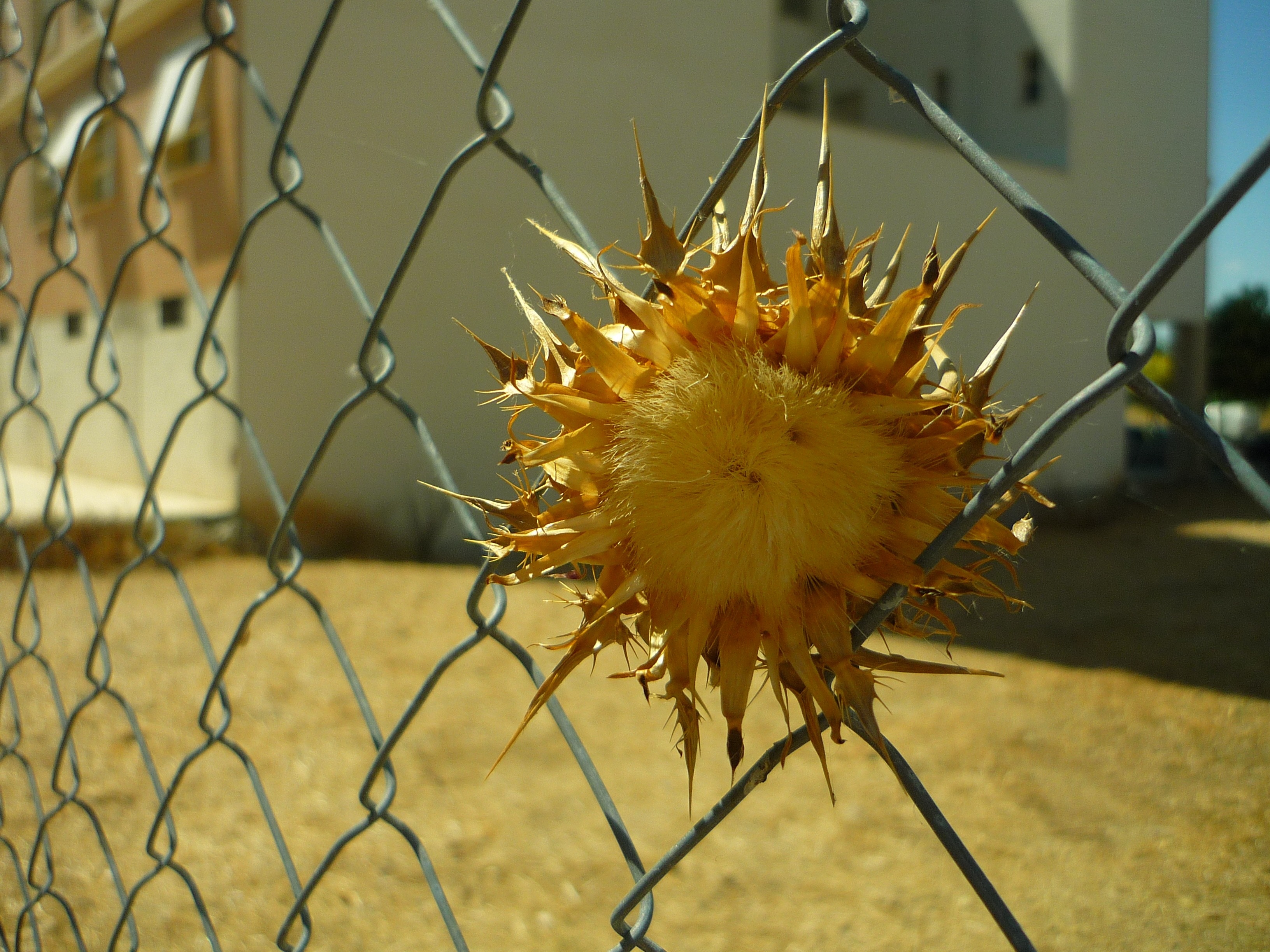 Locked Up, Wired, Thistle, Dam, Solar, safety, protection