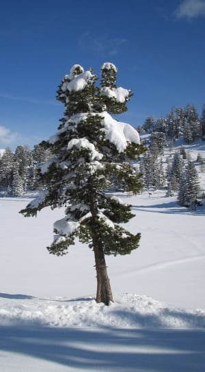 green pine tree and white snow thumbnail