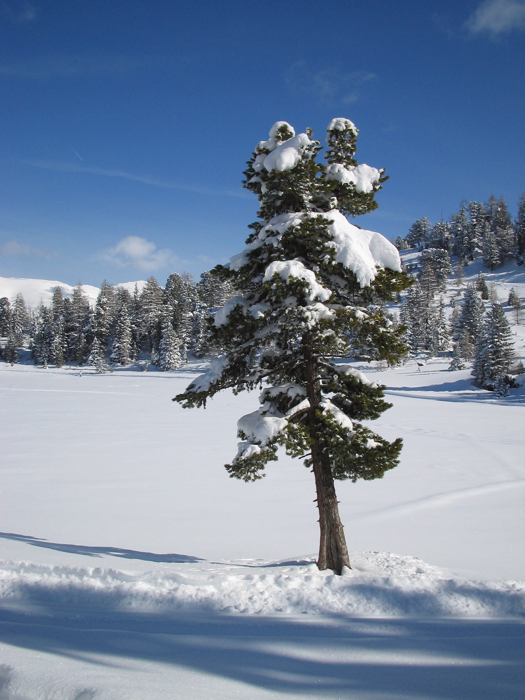 green pine tree and white snow