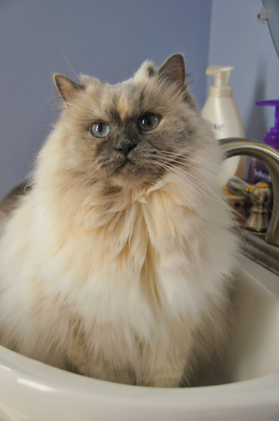 brown and white himalayan cat preview
