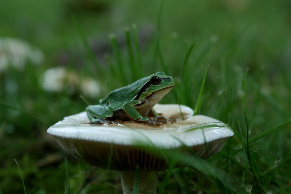green frog on white mushroom preview