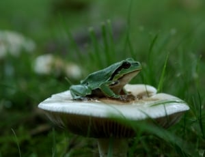 green frog on white mushroom thumbnail