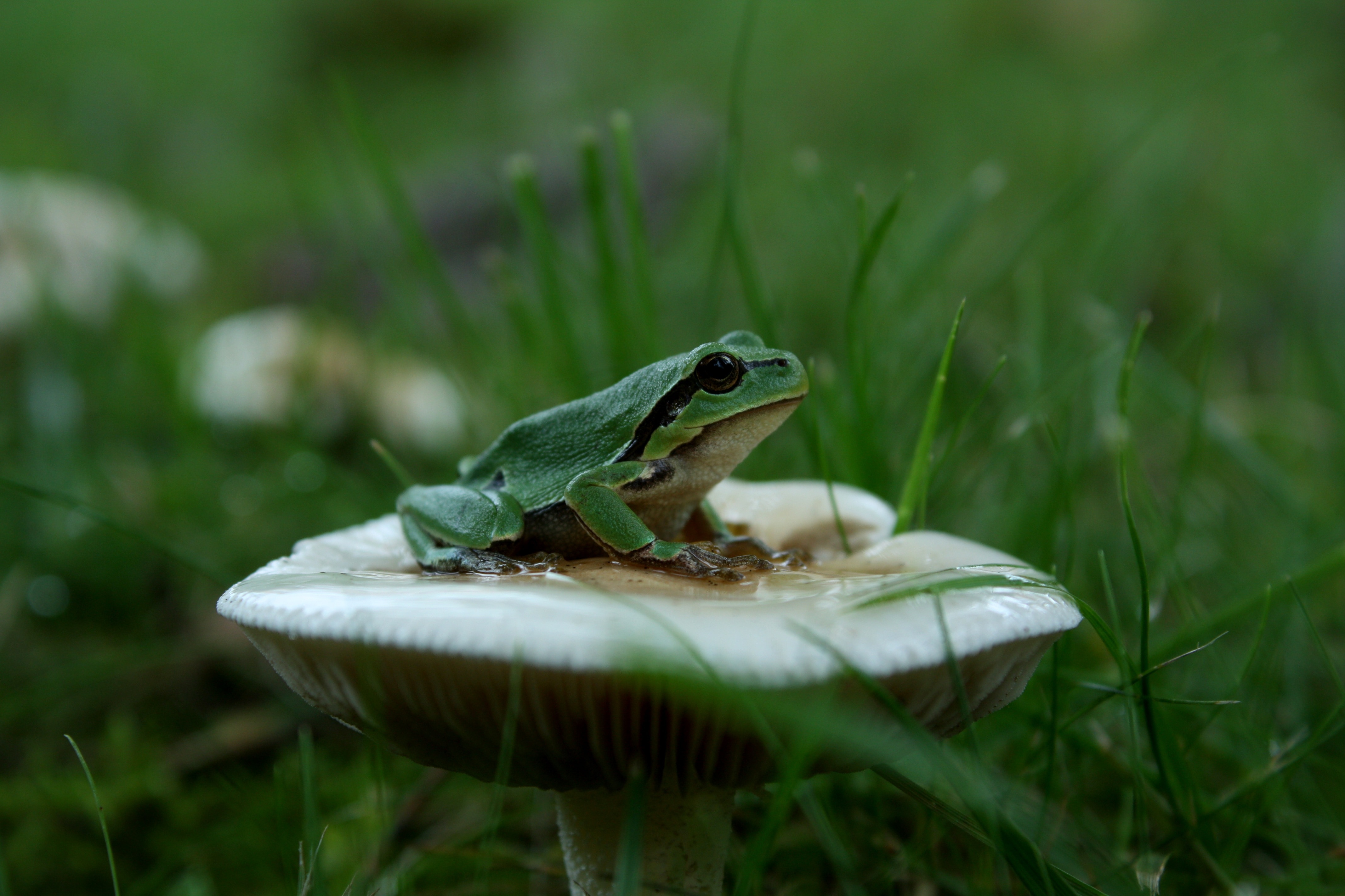 green frog on white mushroom