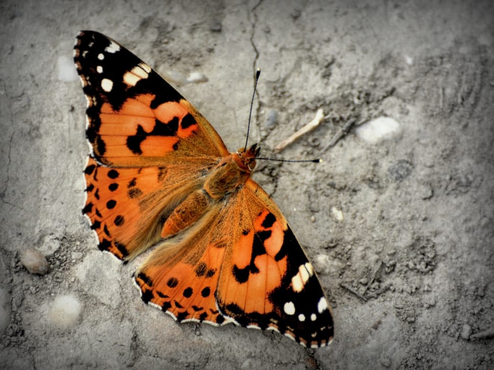 Tortoiseshell butterfly in closeup photography preview