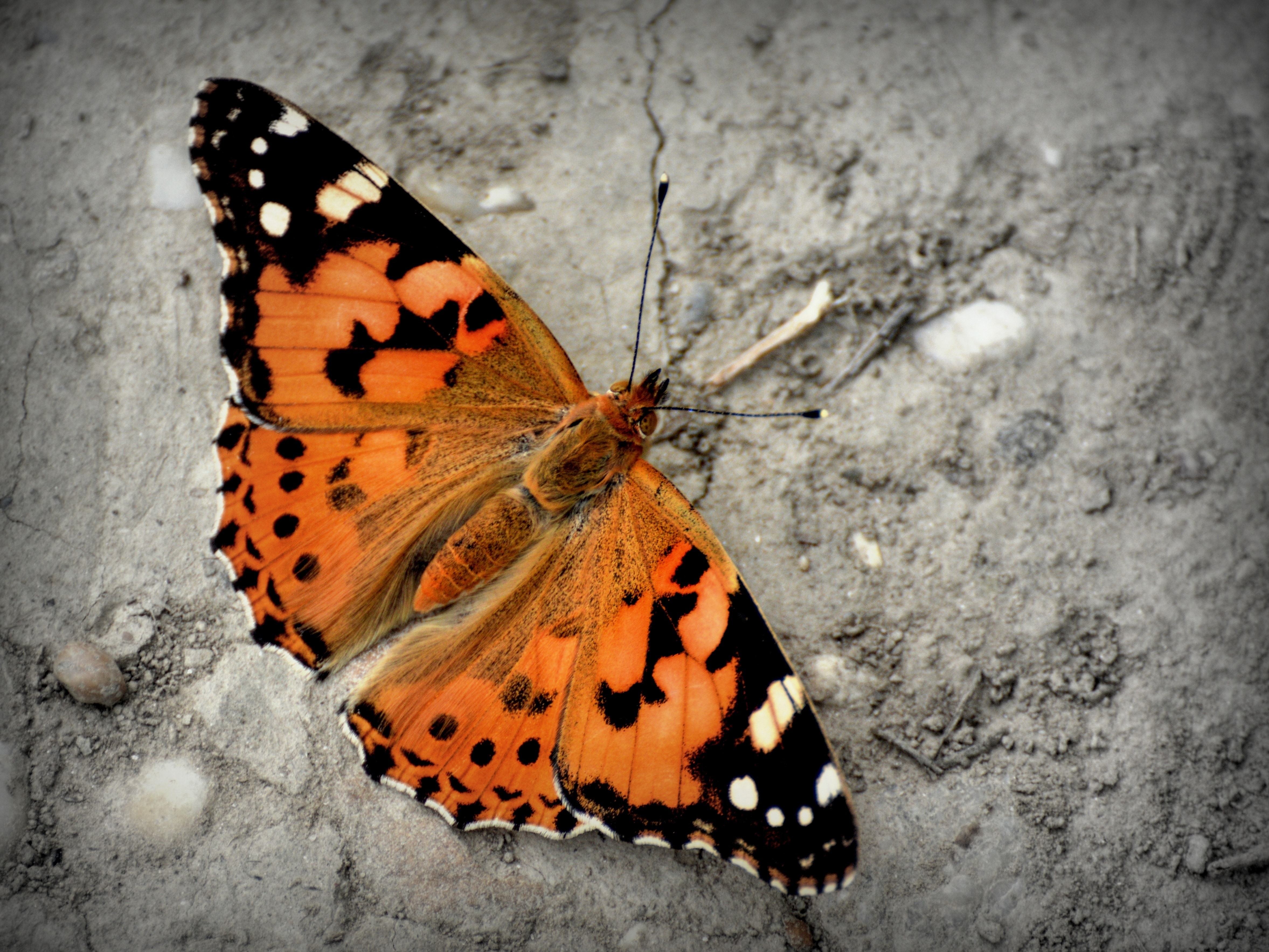Tortoiseshell butterfly in closeup photography