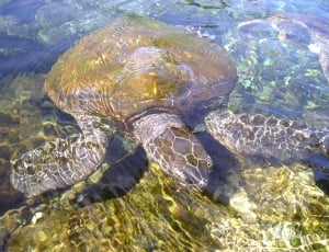 Turtle, Water Creature, Animal, one animal, animals in the wild thumbnail