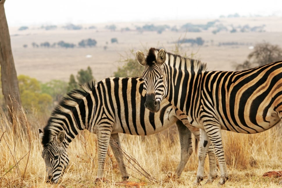pair of zebra animal preview
