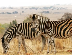 pair of zebra animal thumbnail