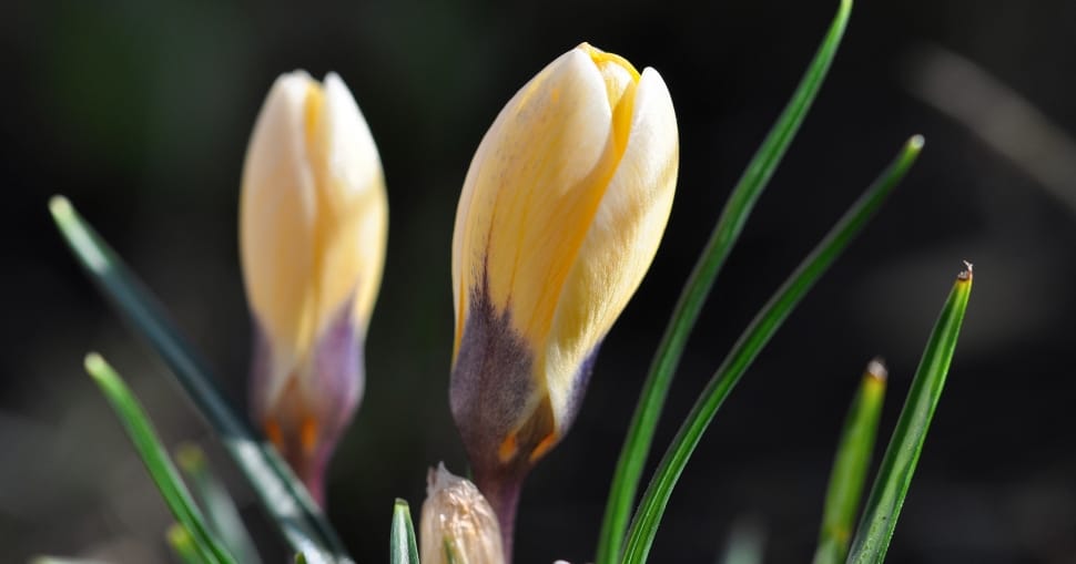 yellow crocus preview