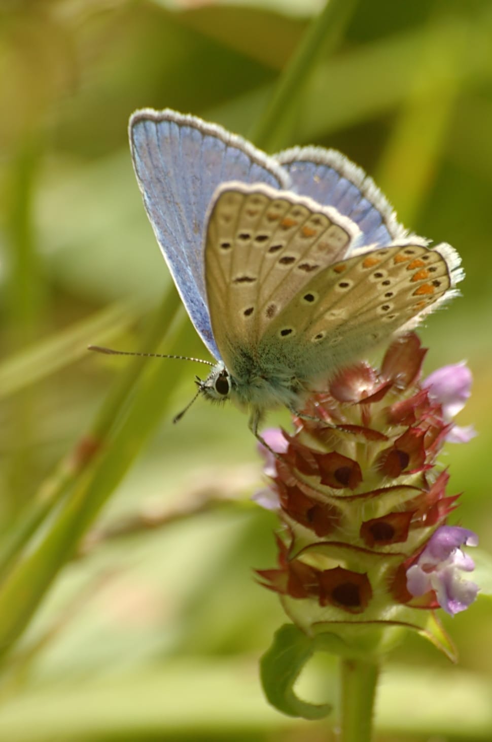 common blue butterfly preview