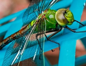 green and black dragonfly on blue plastic frame thumbnail