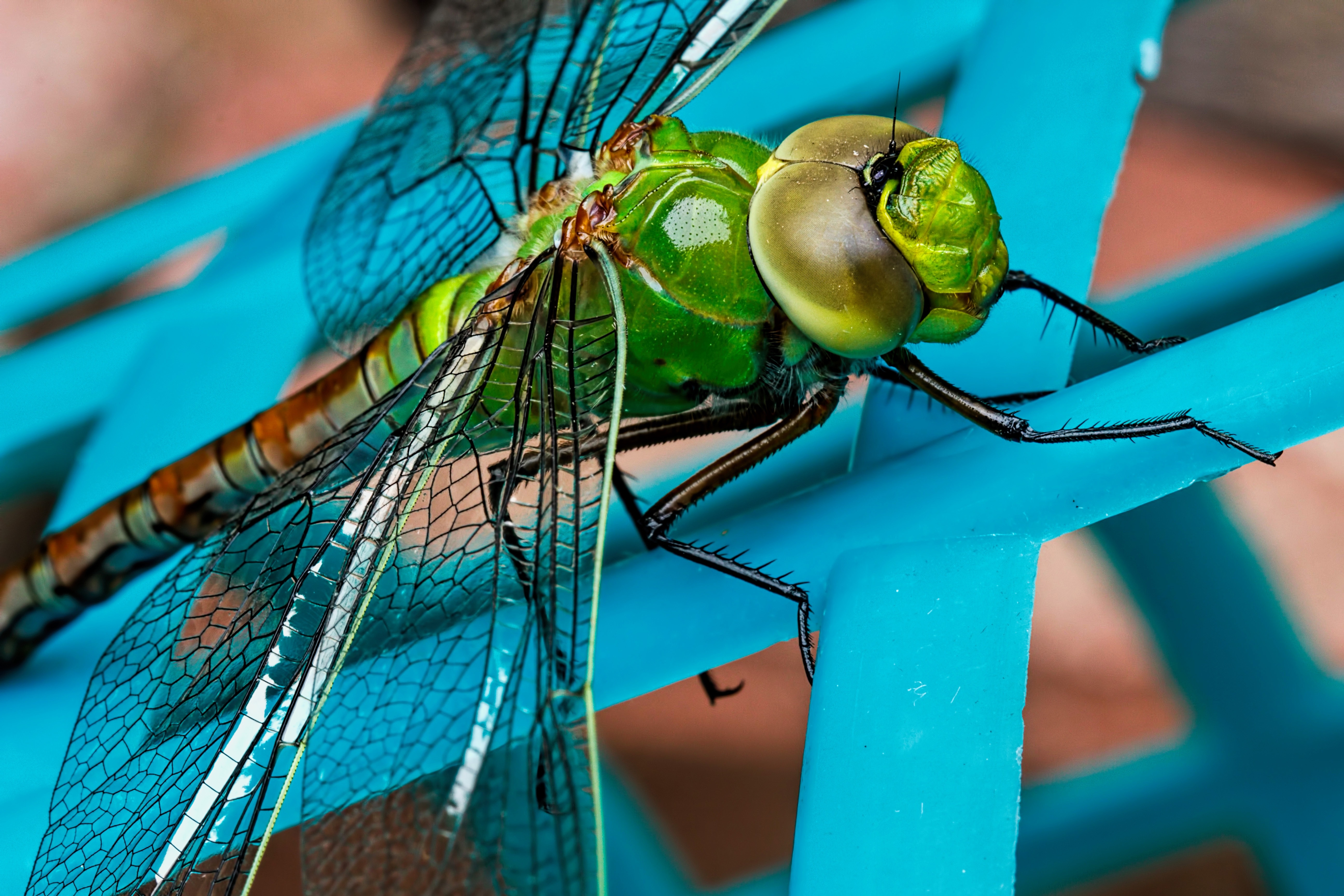 green and black dragonfly on blue plastic frame
